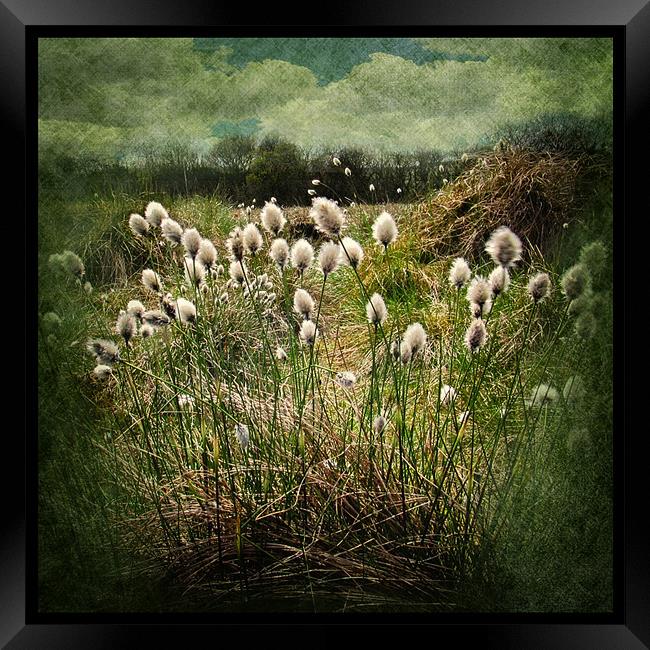 Cotton Grass Framed Print by Debra Kelday