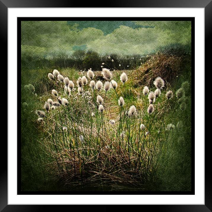 Cotton Grass Framed Mounted Print by Debra Kelday