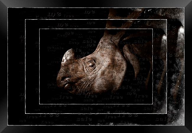 Rhino Protection Framed Print by Debra Kelday