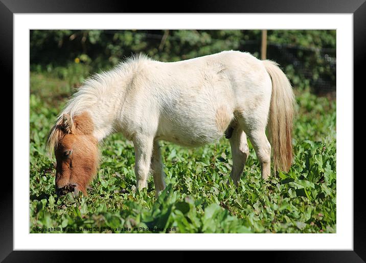 Thomas White Pony Framed Mounted Print by Nigel Barrett Canvas