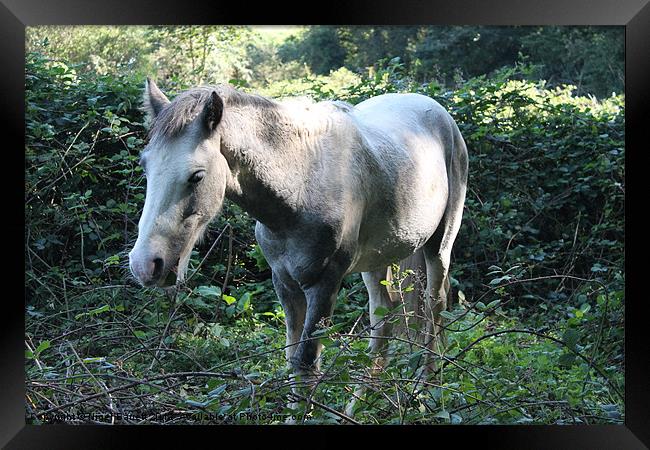 Daple Grey Mare Framed Print by Nigel Barrett Canvas