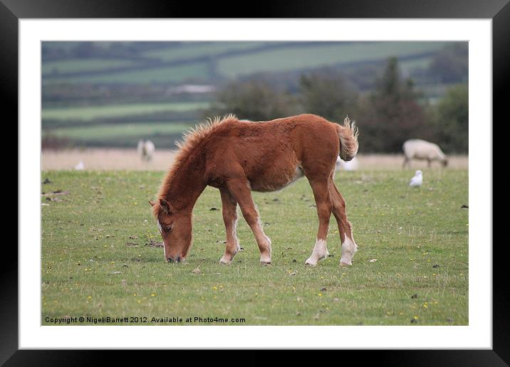 Dartmoor Pony Foal Framed Mounted Print by Nigel Barrett Canvas