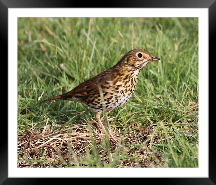 Meadow Pipit Framed Mounted Print by Nigel Barrett Canvas