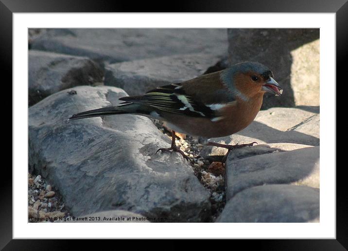 Chaffinch (Fringilla coelebs) Framed Mounted Print by Nigel Barrett Canvas