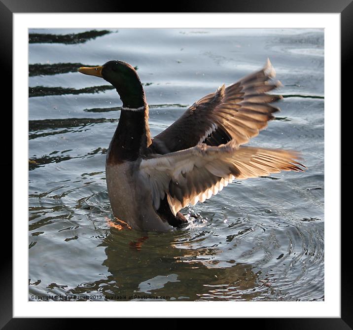 Drake Mallard Wings Outstretched Framed Mounted Print by Nigel Barrett Canvas