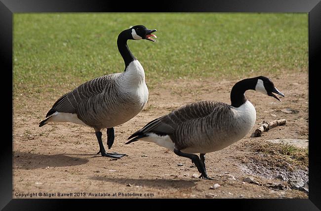 Canadian Geese Warning Framed Print by Nigel Barrett Canvas