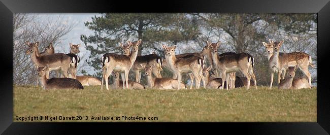 Ive Herd About You Photographers Framed Print by Nigel Barrett Canvas