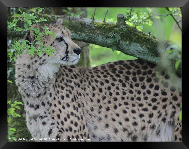 Cheetah Acinonyx jubatus Framed Print by Nigel Barrett Canvas