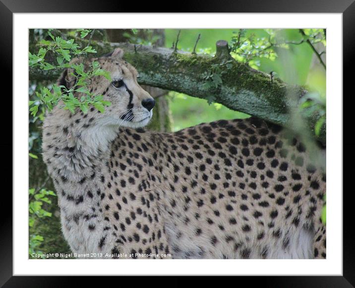 Cheetah Acinonyx jubatus Framed Mounted Print by Nigel Barrett Canvas