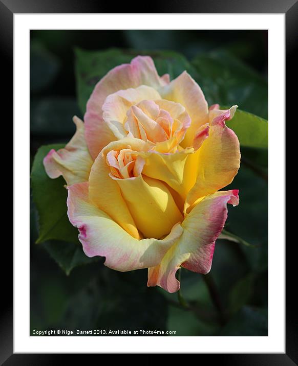 A Kiss for a Rose Framed Mounted Print by Nigel Barrett Canvas
