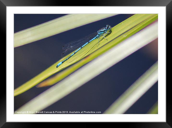 Blue DragonFly Framed Mounted Print by Nigel Barrett Canvas