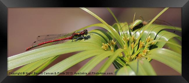 Red DragonFly Framed Print by Nigel Barrett Canvas