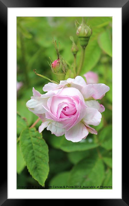 Darling Buds Of  A Pink Rose Framed Mounted Print by Nigel Barrett Canvas