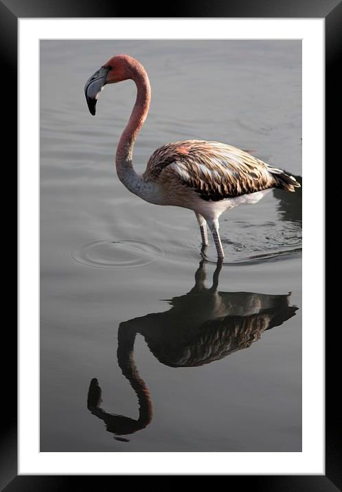 Flamingo Reflection Framed Mounted Print by Nigel Barrett Canvas