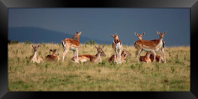 Standing Guard Roe Deer Framed Print by Nigel Barrett Canvas