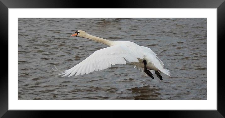 Flying Mute Swan Framed Mounted Print by Nigel Barrett Canvas