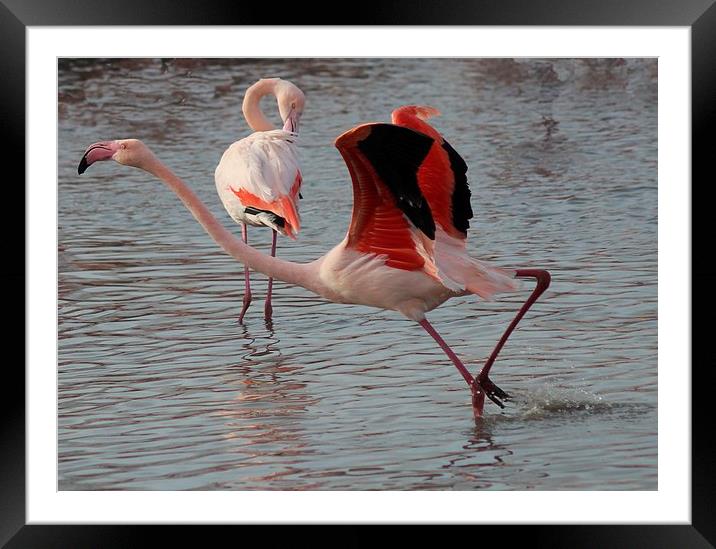 Flamingo Framed Mounted Print by Nigel Barrett Canvas
