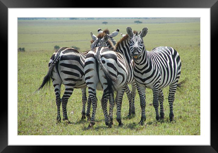 Cheeky zebra Framed Mounted Print by Bekie Spark