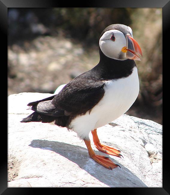 Puffin Framed Print by Bekie Spark