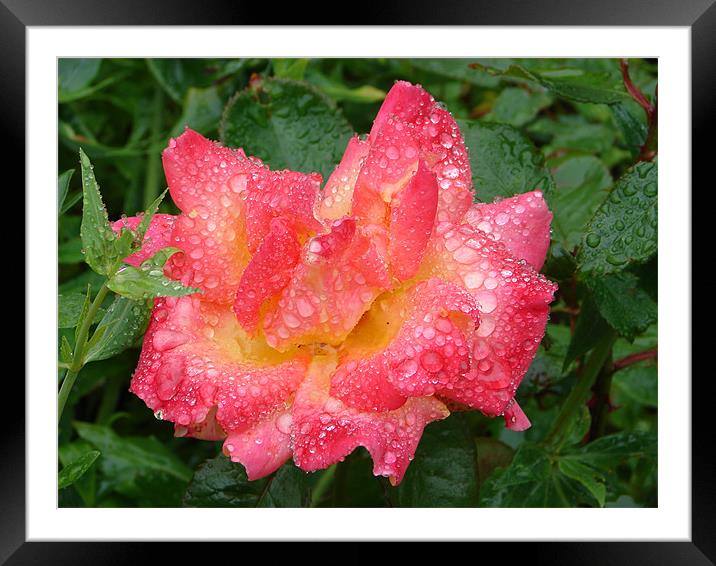 Rain drop Rose Framed Mounted Print by Bekie Spark