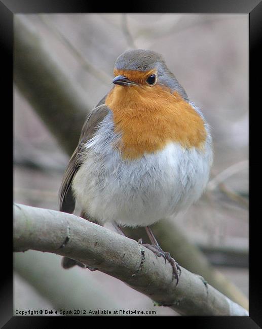 Robin Red Breast Framed Print by Bekie Spark