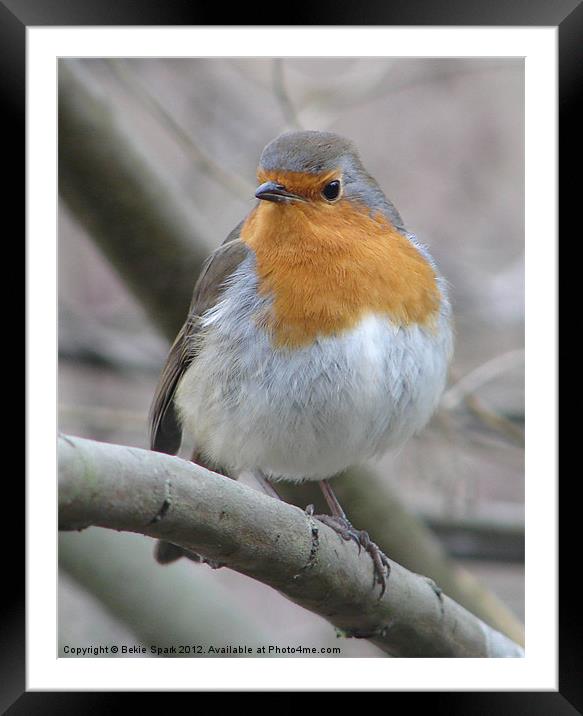 Robin Red Breast Framed Mounted Print by Bekie Spark