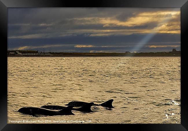 Spot Light On Dolphins Framed Print by Michael Rich