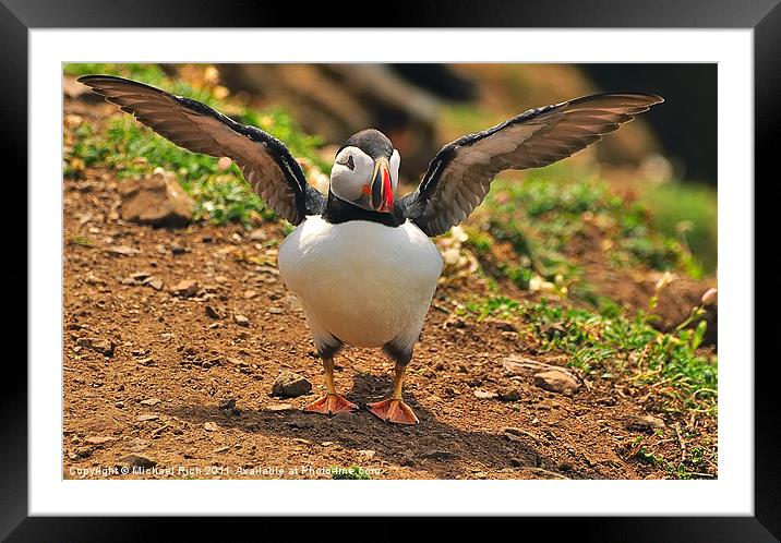 I Believe I Can Fly....... Framed Mounted Print by Michael Rich
