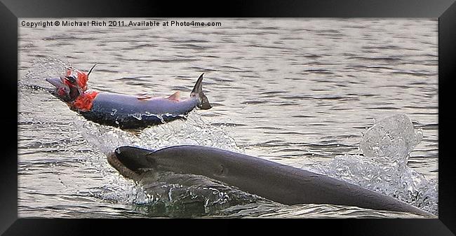 Dolphins Lunch Framed Print by Michael Rich