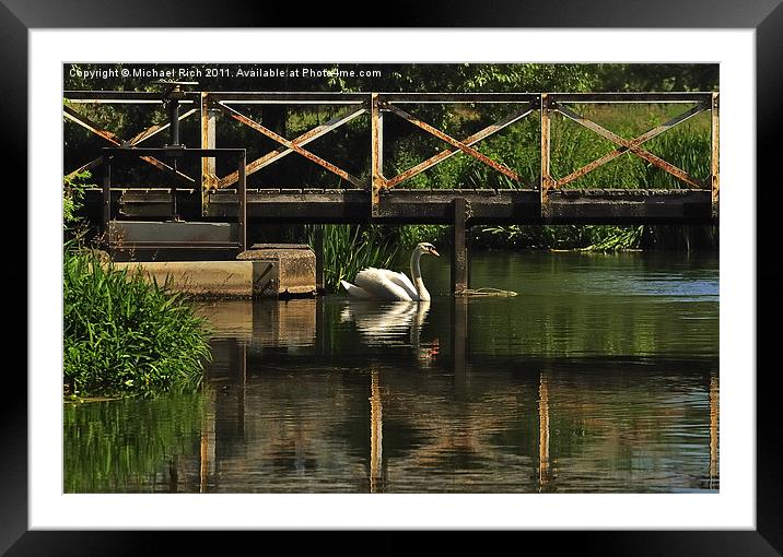 Swan Reflections Framed Mounted Print by Michael Rich