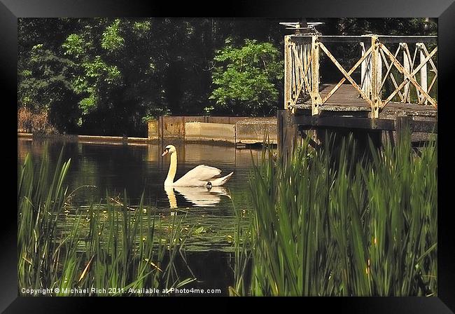 Swanning About Framed Print by Michael Rich