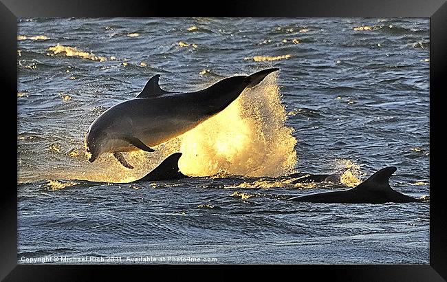 Early Morning Dolphins Framed Print by Michael Rich