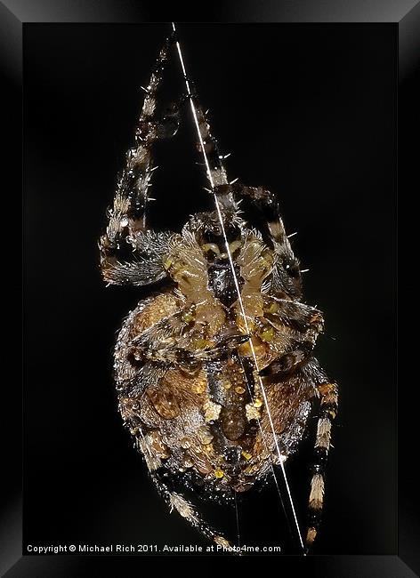 Sidney Spider. Framed Print by Michael Rich