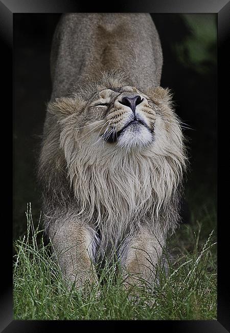 Asiatic Lion - Having a good old Stretch Framed Print by Celtic Origins