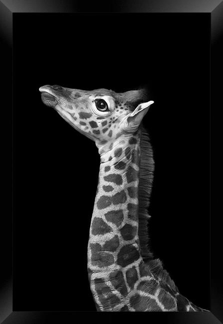 Young Giraffe B&W Framed Print by Celtic Origins