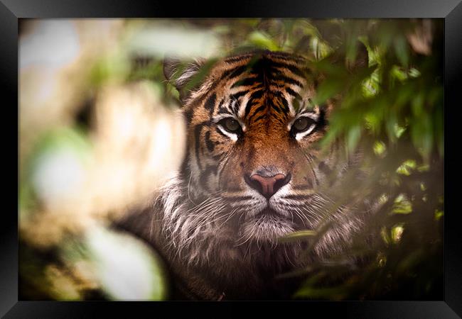 Sumatran Tiger - Hide and Seek Framed Print by Celtic Origins