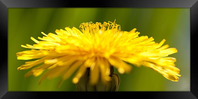 Dandelion Framed Print by Celtic Origins