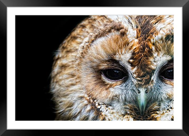 Portrait of a Tawny Owl Framed Mounted Print by Celtic Origins