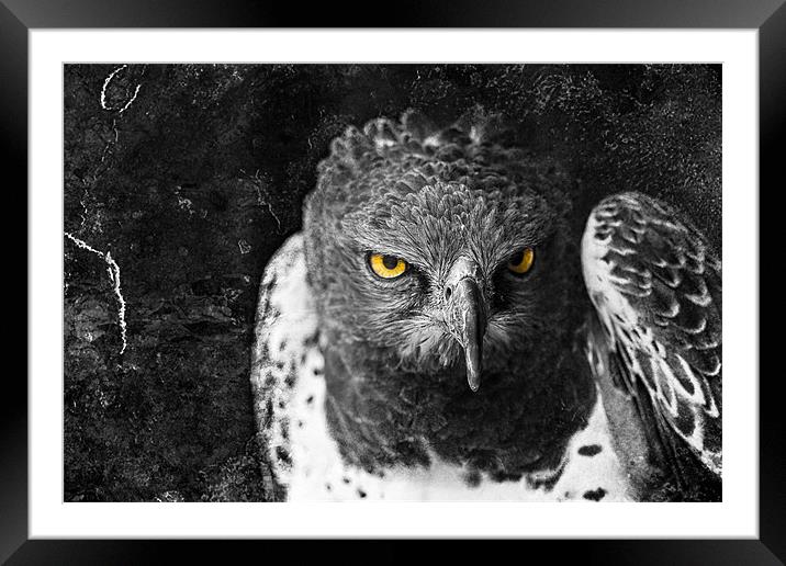 Harris Hawk Framed Mounted Print by Celtic Origins