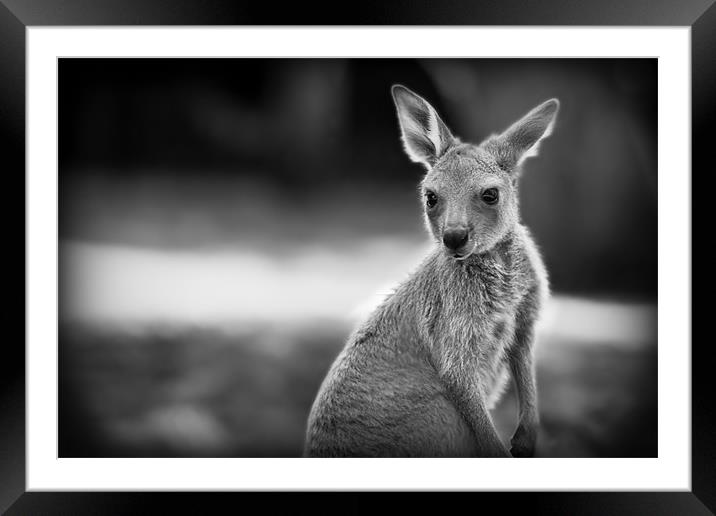 Joey Framed Mounted Print by Celtic Origins