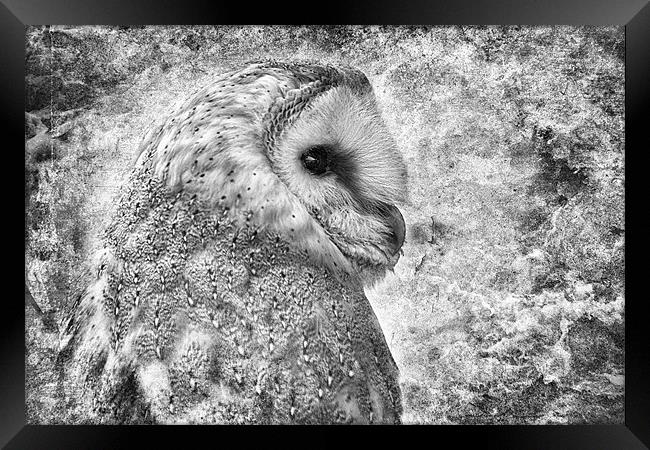 Barn Owl Portrait Framed Print by Celtic Origins