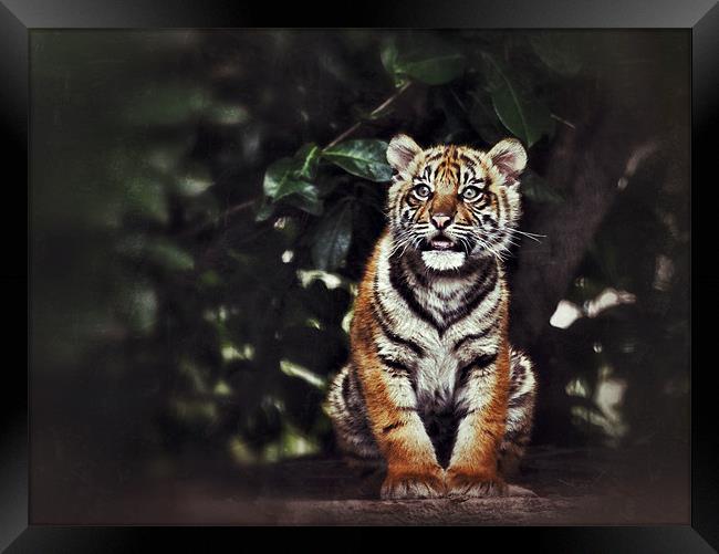 Tiger Cub - lone Cub Waiting Framed Print by Celtic Origins