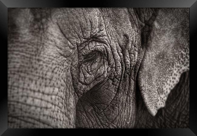 Asian Elephant Close Up Framed Print by Celtic Origins