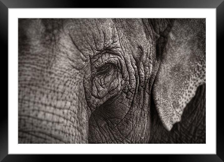 Asian Elephant Close Up Framed Mounted Print by Celtic Origins