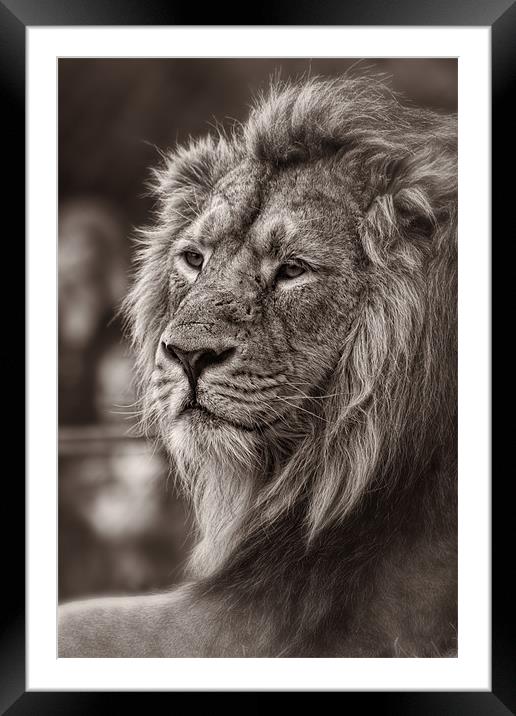 Asiatic Lion Framed Mounted Print by Celtic Origins