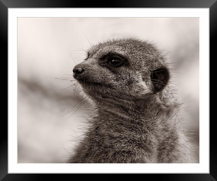 Meerkat Close Up. Framed Mounted Print by Celtic Origins