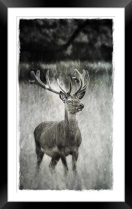 Deer in Texture Framed Mounted Print by Celtic Origins