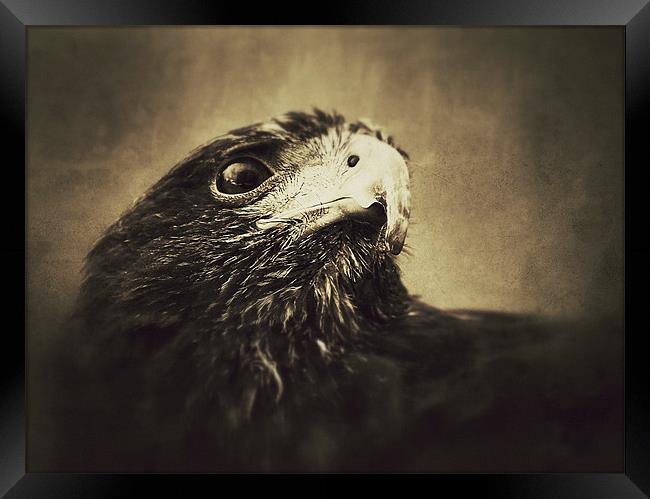 Harris Hawk Framed Print by Celtic Origins