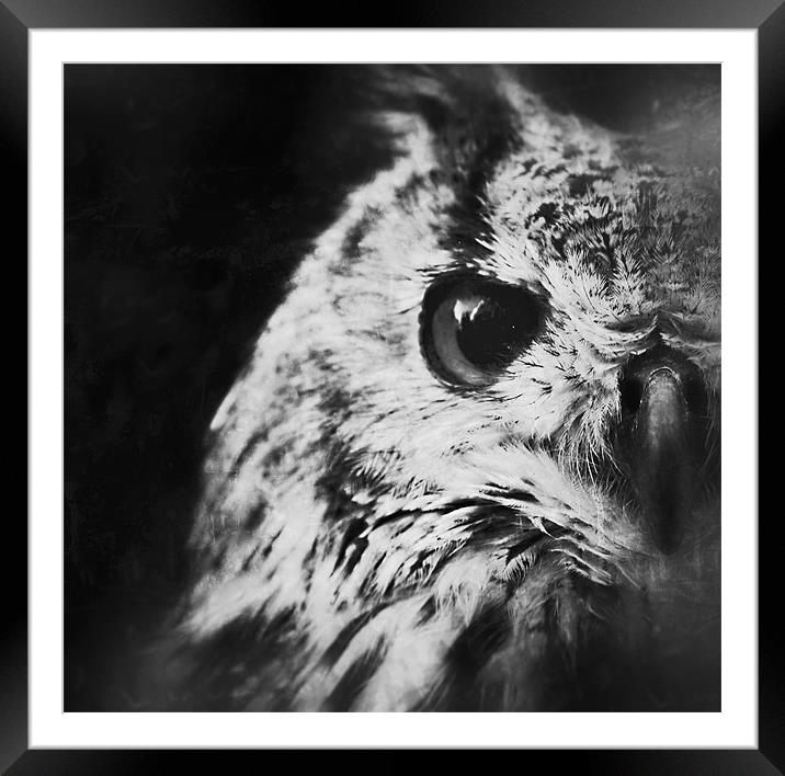 Eagle Owl Framed Mounted Print by Celtic Origins