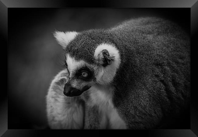 Ring-Tailed Lemur Framed Print by Celtic Origins